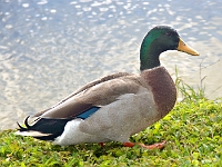 Duck 3